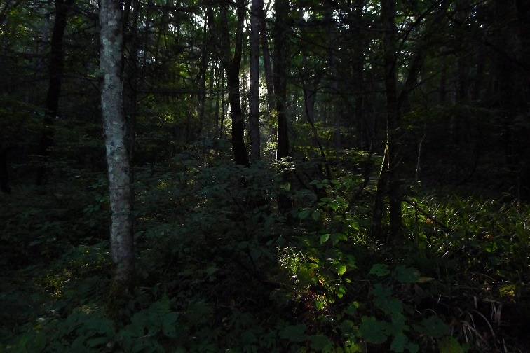 a0130586_8352022.jpg