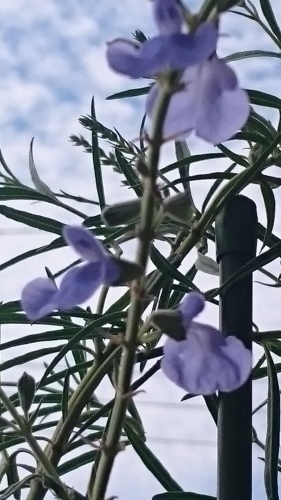 e0351303_18500416.jpg