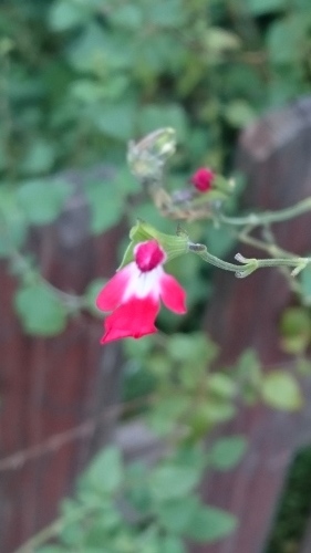 e0351303_18592143.jpg