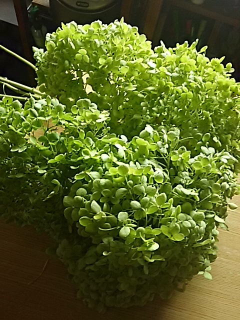 f0316507_18431189.jpg