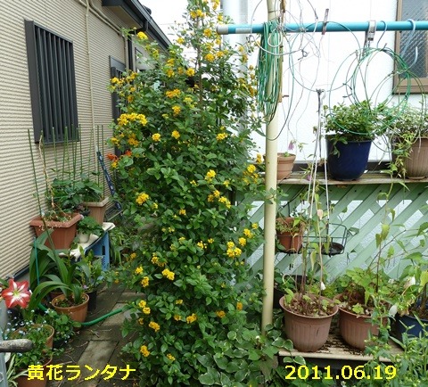 e0033229_19123099.jpg