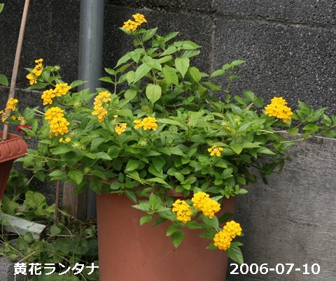 e0033229_194829.jpg