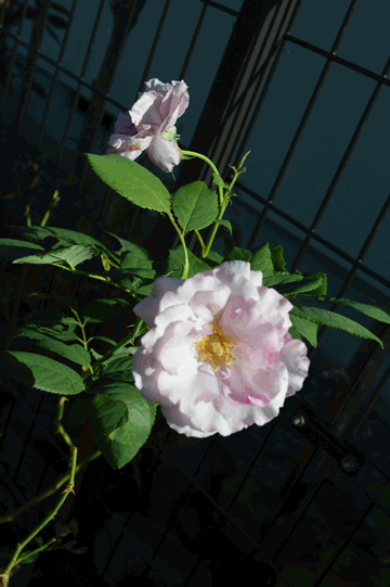 c0136736_19345665.gif
