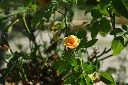 c0136736_1935395.gif