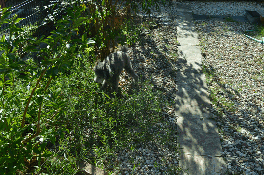 c0136736_19364593.gif