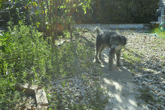 c0136736_19365624.gif
