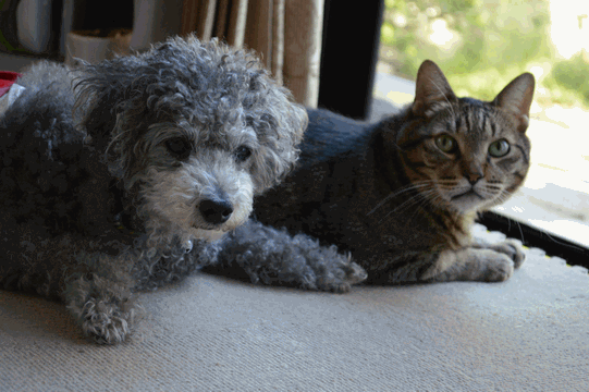 c0136736_19404515.gif