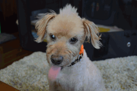 c0136736_1941219.gif