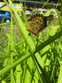 c0056437_9202879.jpg