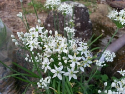 c0330749_21412504.jpg
