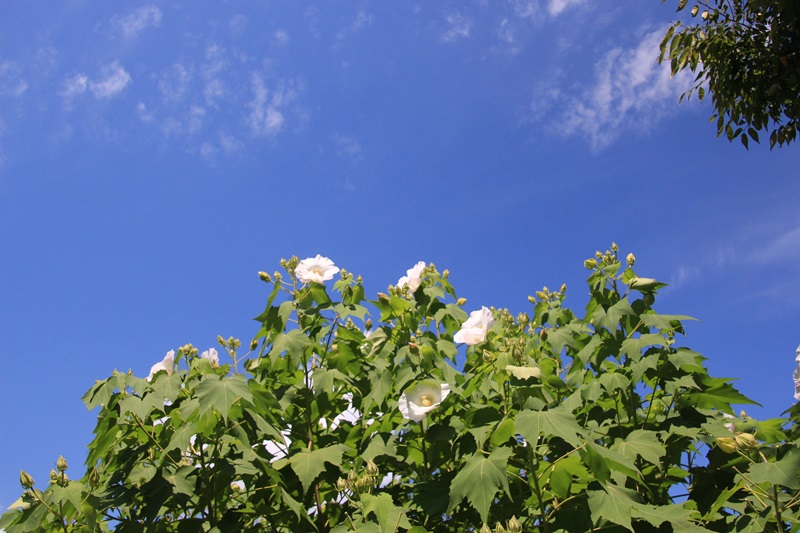 a0167759_11532730.jpg