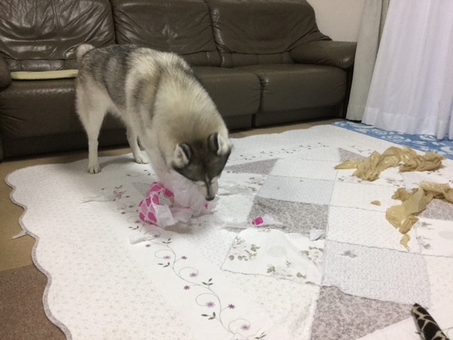 a0241761_17482421.jpeg