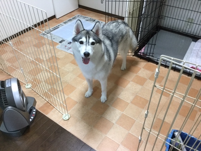 a0241761_17483376.jpeg