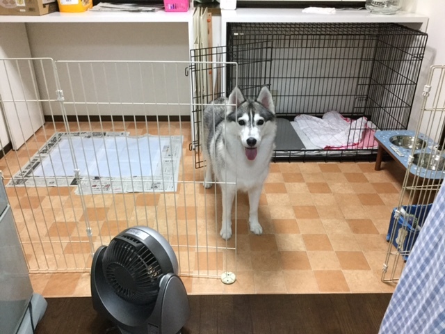 a0241761_17484287.jpeg