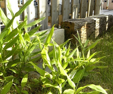 e0271461_14315190.jpg