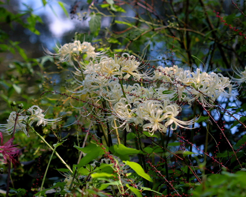 c0305565_17474758.jpg