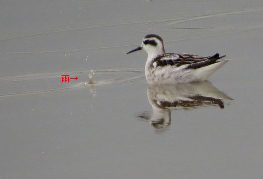 d0020180_8384221.jpg