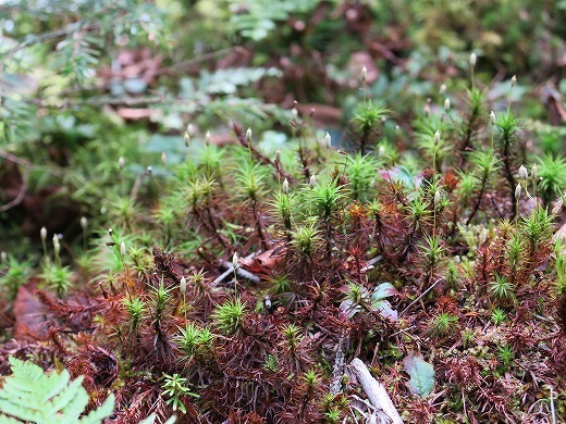 e0271890_14370977.jpg