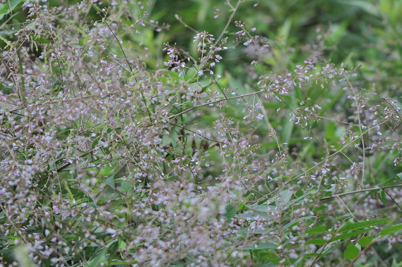 a0017634_9102175.jpg