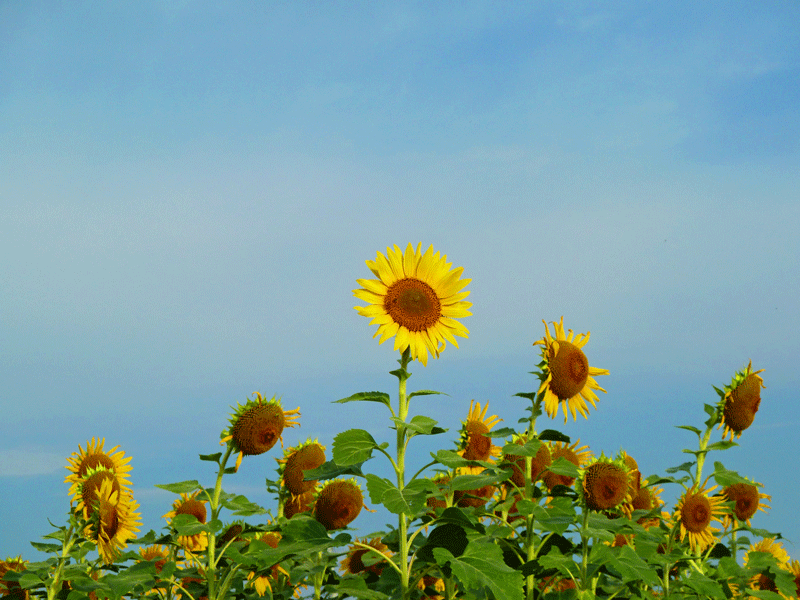 d0290240_08280230.gif