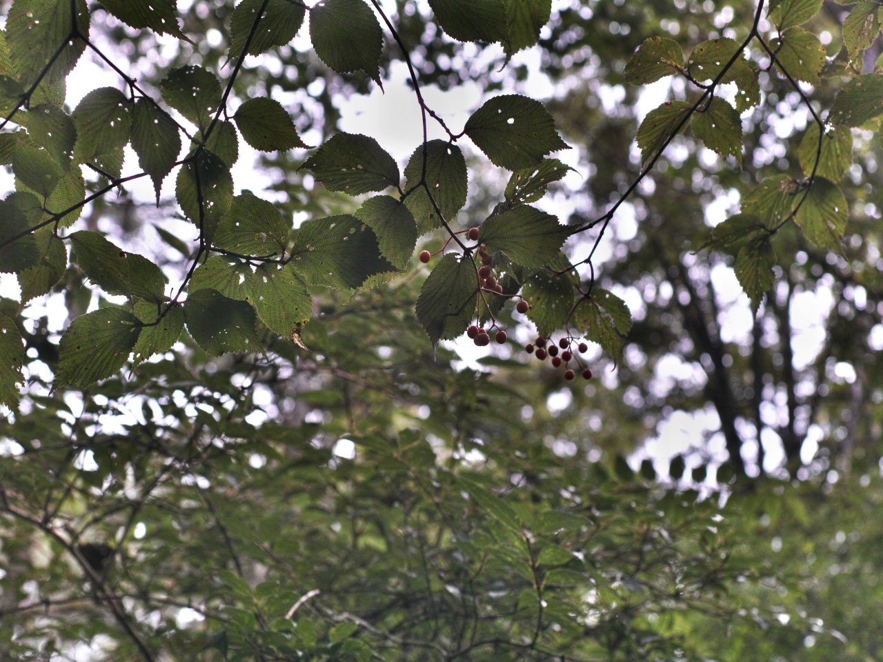 c0008948_1631530.jpg