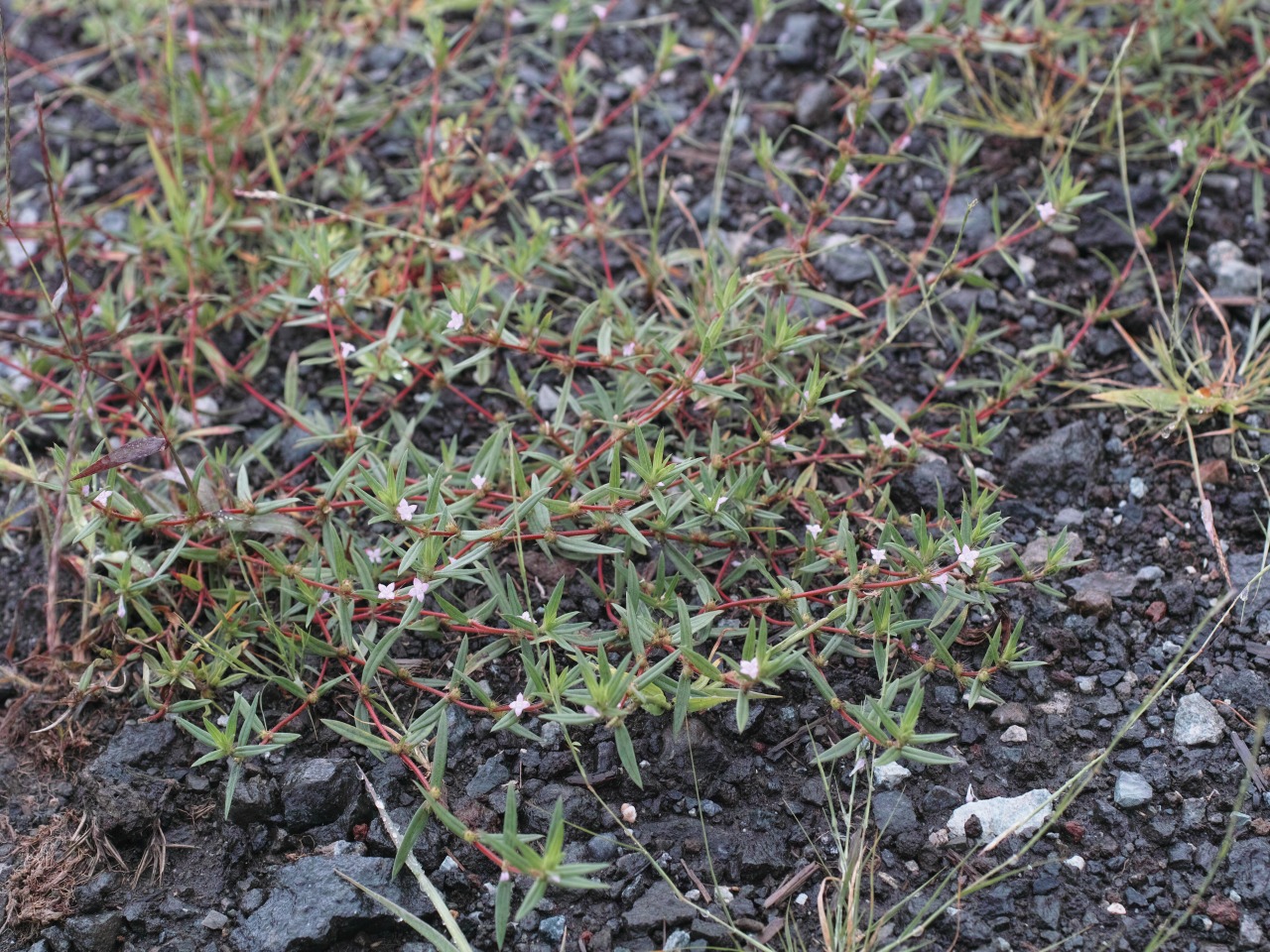 c0008948_1720277.jpg
