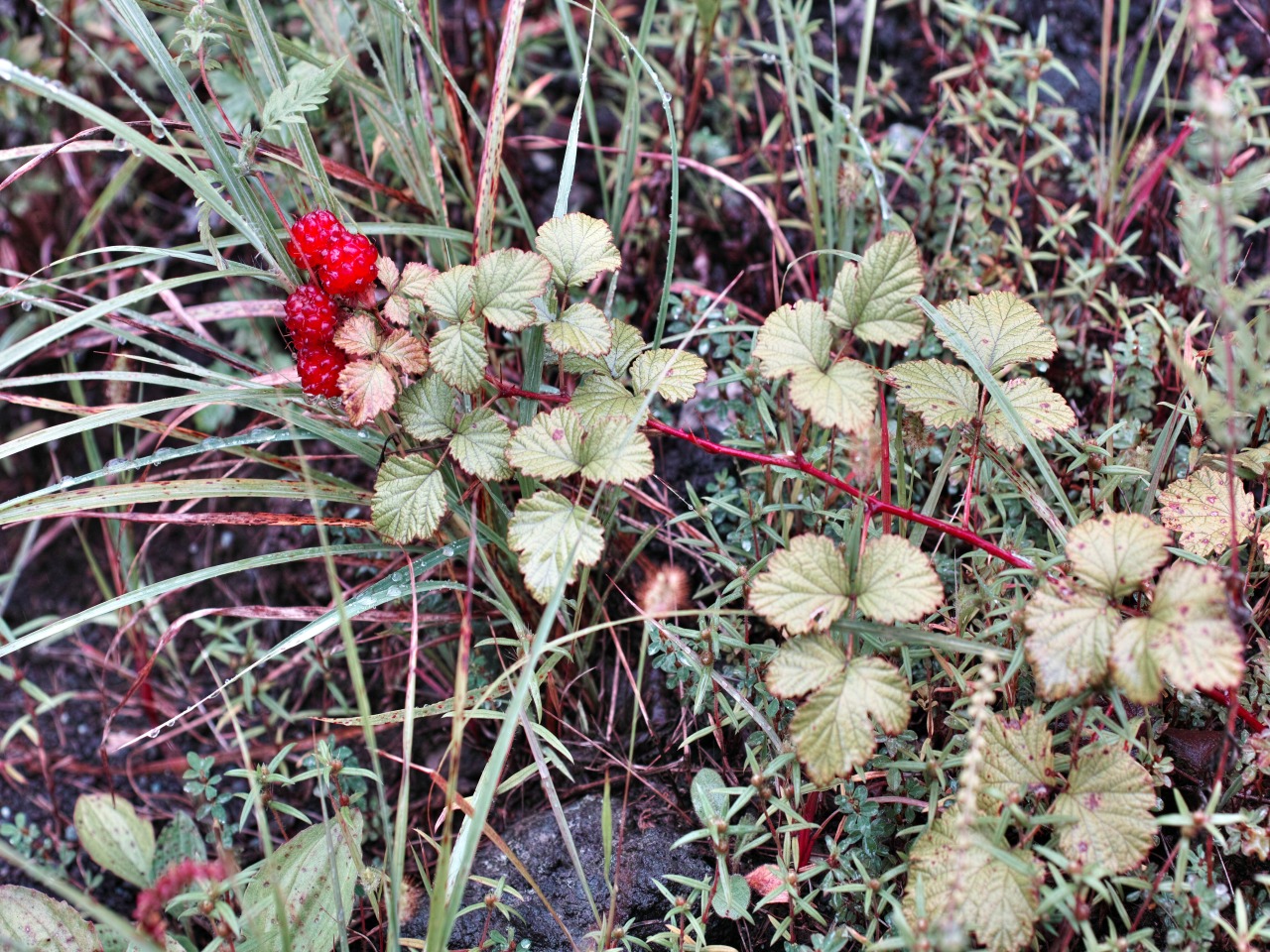 c0008948_1736349.jpg