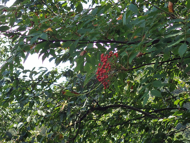 f0214649_431798.jpg