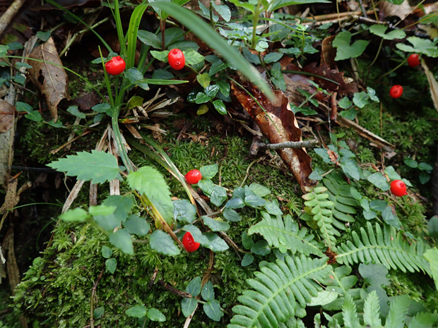 f0214649_443344.jpg