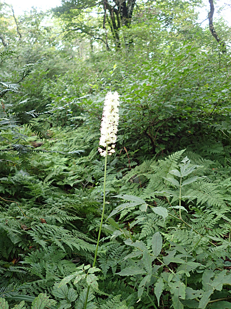 f0214649_4541410.jpg