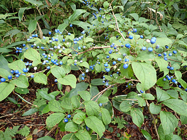 f0214649_456887.jpg
