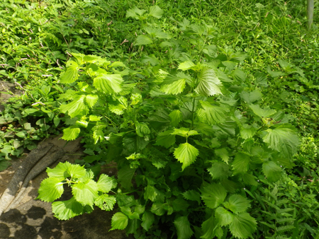 f0239100_1117630.jpg