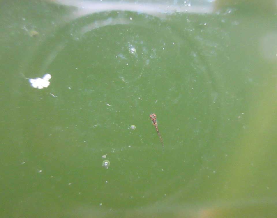 c0085508_2048123.jpg