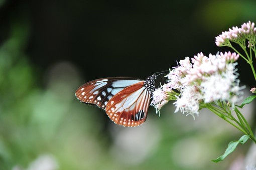 c0152317_17025613.jpg