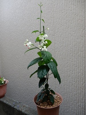e0033229_18211235.jpg