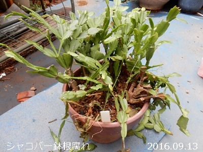 e0033229_183125100.jpg