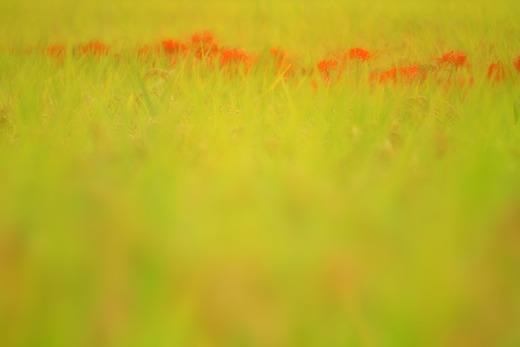 e0311229_21545160.jpg