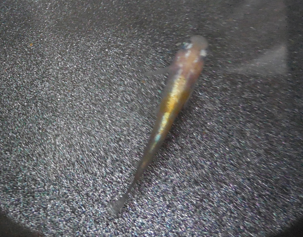 e0097534_963665.jpg