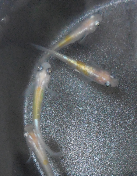 e0097534_965582.jpg