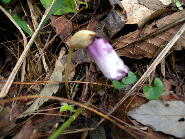 e0272335_1833366.jpg