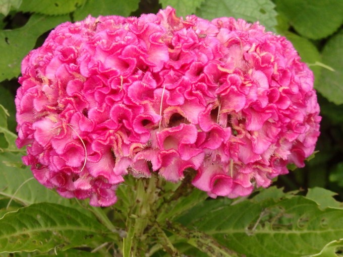 a0054240_21174561.jpg