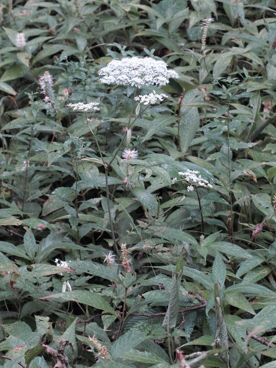 c0008948_10231577.jpg