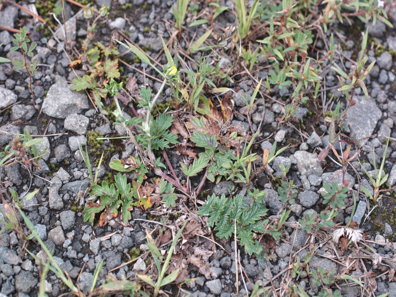 c0008948_10513472.jpg