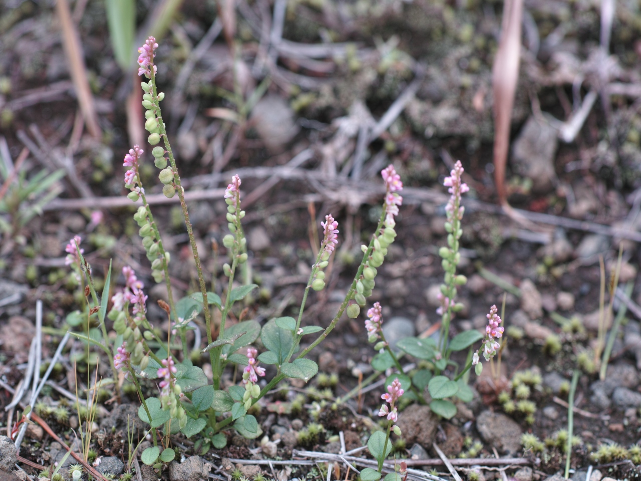 c0008948_11132482.jpg