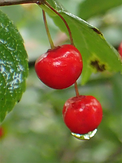 f0214649_3105022.jpg
