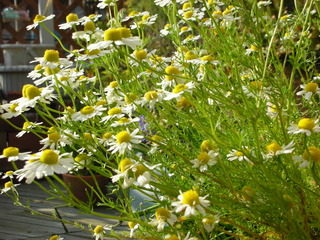 f0374160_17183272.jpg