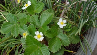 f0374160_17224346.jpg
