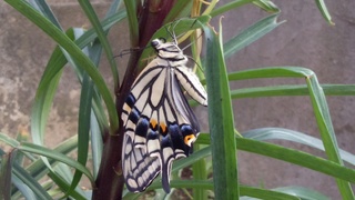 f0374160_17230342.jpg