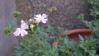 f0374160_17261311.jpg