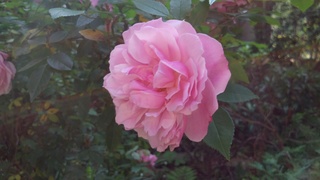 f0374160_17262600.jpg